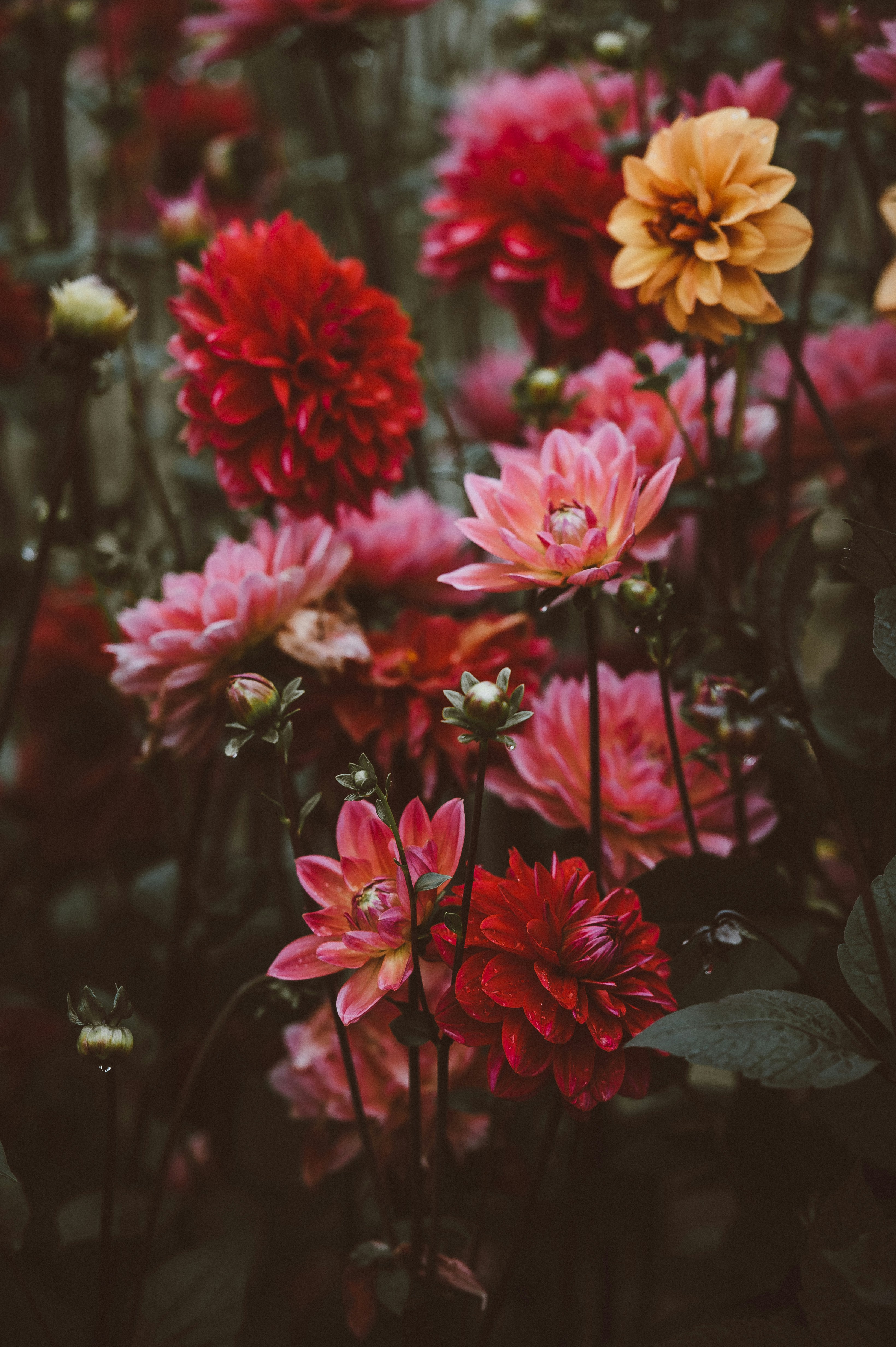 flower image